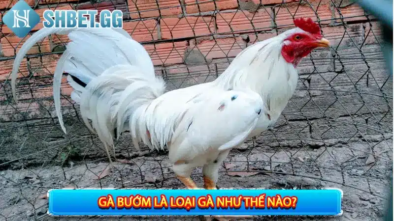 Gà bướm là loại gà như thế nào?