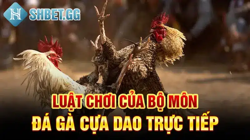 Luật chơi của bộ môn đá gà cựa dao trực tiếp