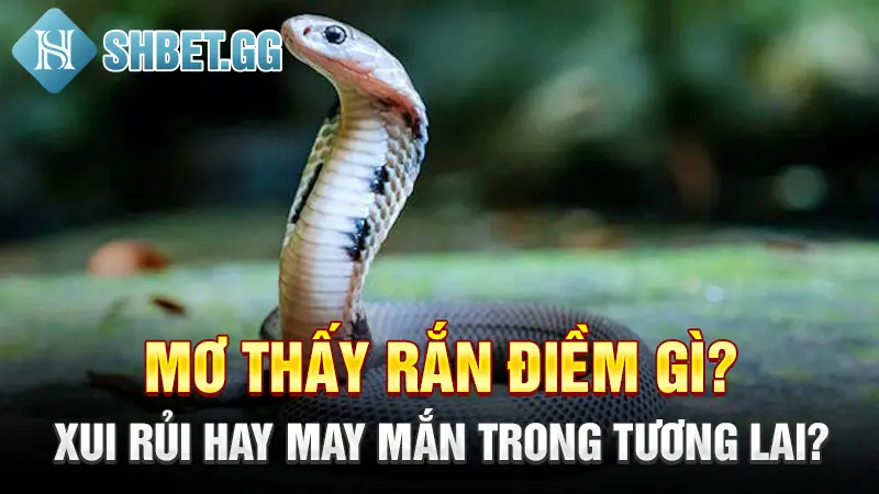 Mơ Thấy Rắn Điềm Gì? Xui Rủi Hay May Mắn Trong Tương Lai?