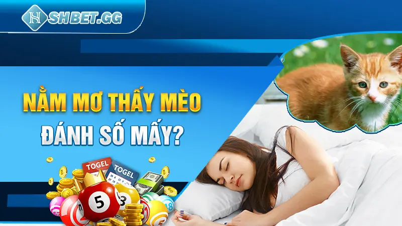 Nằm mơ thấy mèo đánh số mấy? 