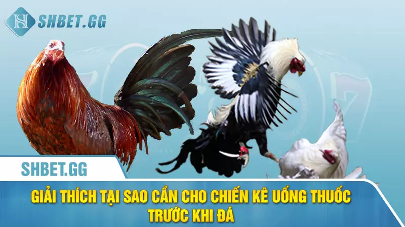 Giải thích tại sao cần cho chiến kê uống thuốc trước khi đá