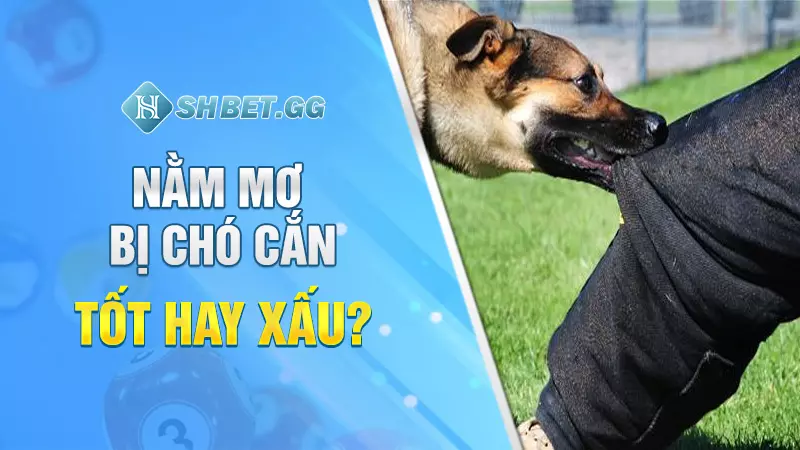 Nằm mơ bị chó cắn tốt hay xấu?