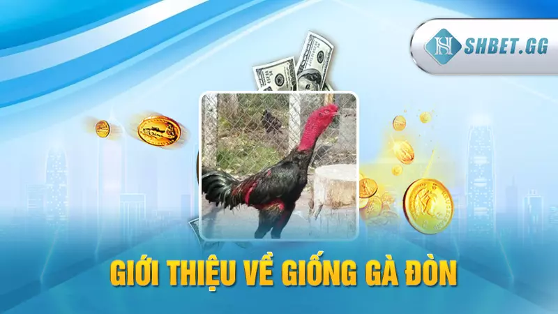 Giới thiệu về giống gà đòn