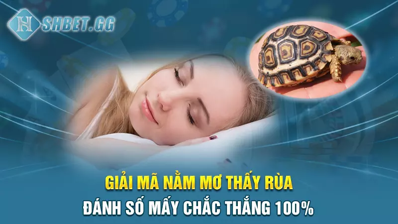 Giải mã nằm mơ thấy rùa đánh số mấy chắc thắng 100%