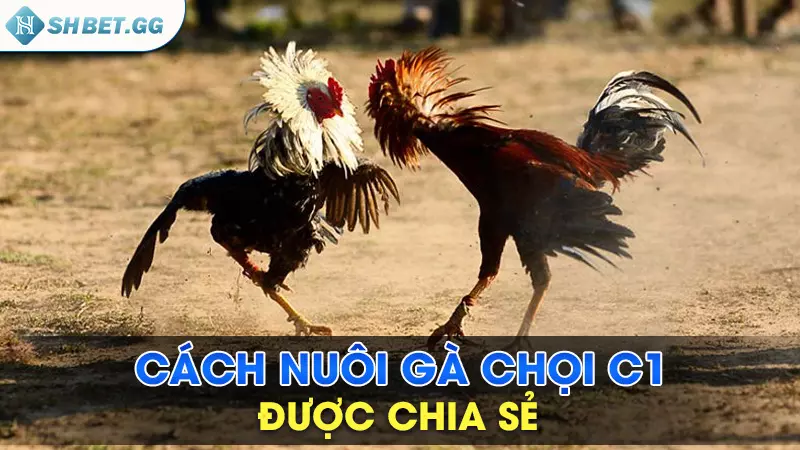 Cách nuôi gà chọi C1 được chia sẻ