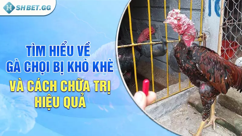 Tìm hiểu về gà chọi bị khò khè và cách chữa trị hiệu quả