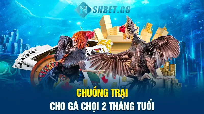 Chuồng trại cho gà chọi 2 tháng tuổi