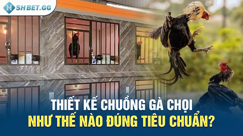 Thiết kế chuồng gà chọi như thế nào đúng tiêu chuẩn?