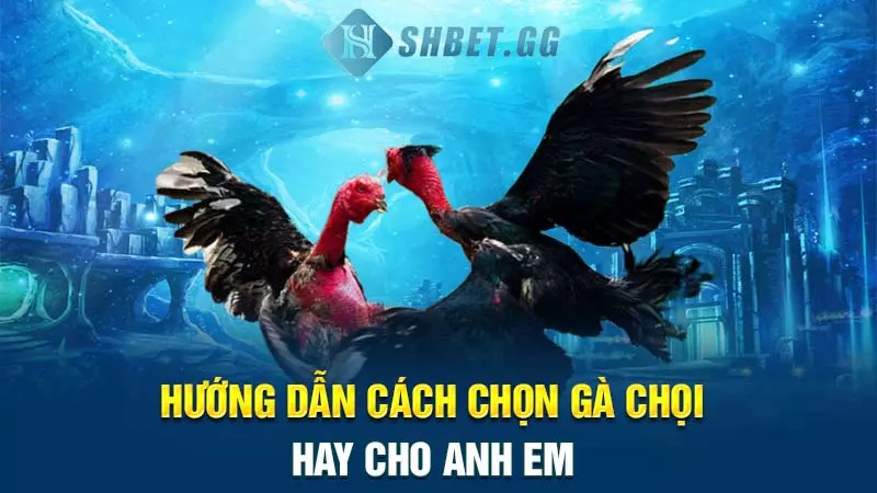 Hướng dẫn cách chọn gà chọi hay cho anh em